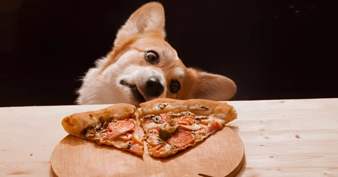 Can Dogs Eat Pizza Rolls