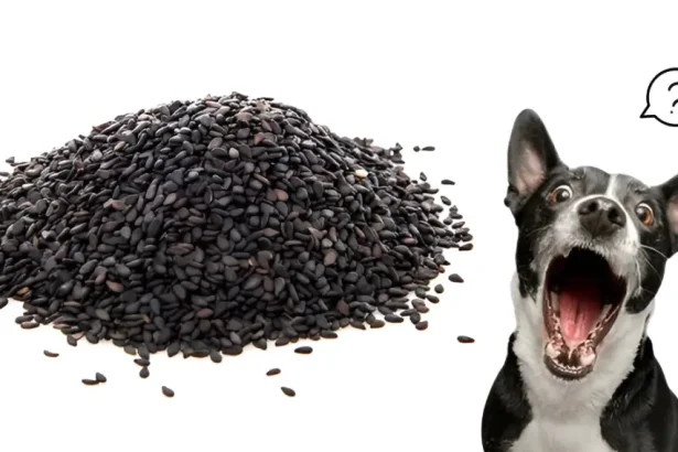 Can Dogs Eat Poppy Seeds