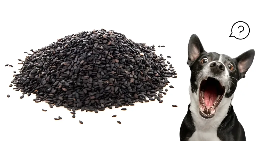 Can Dogs Eat Poppy Seeds
