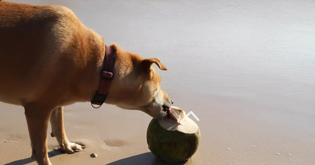 Coconut Meat for Dogs