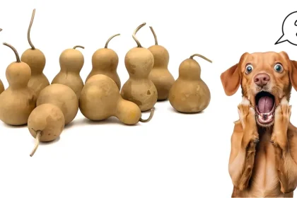 Dogs Eat Gourds