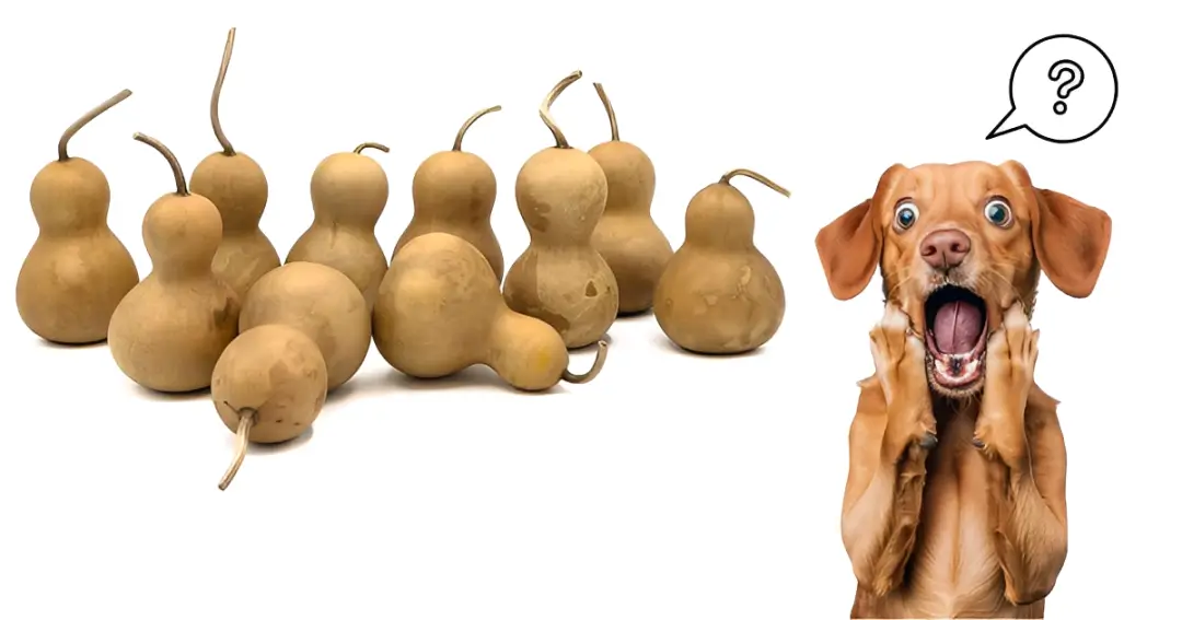 Dogs Eat Gourds