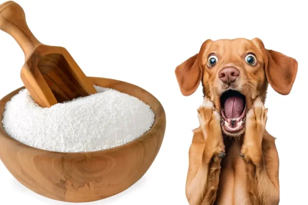 Is Sorbitol Safe for Dogs