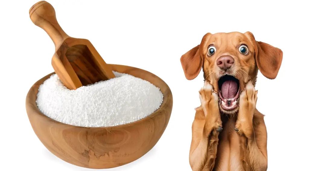 Is Sorbitol Safe for Dogs