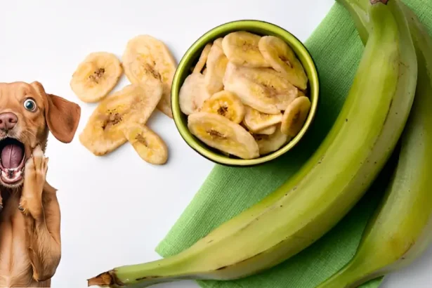 Can Dogs Have Plantains