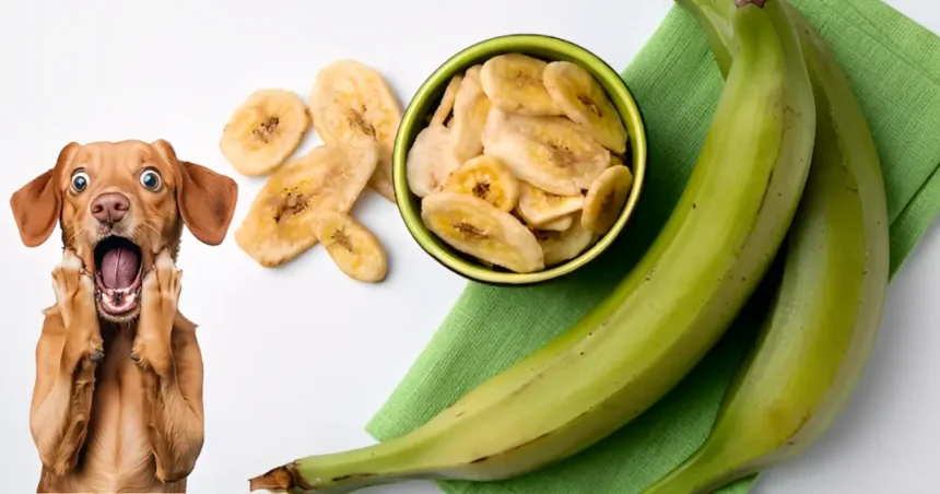 Can Dogs Have Plantains
