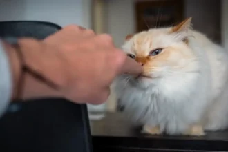 Why Does My Cat Squint at Me