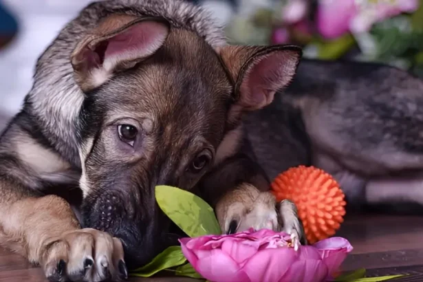 are hibiscus poisonous to dogs