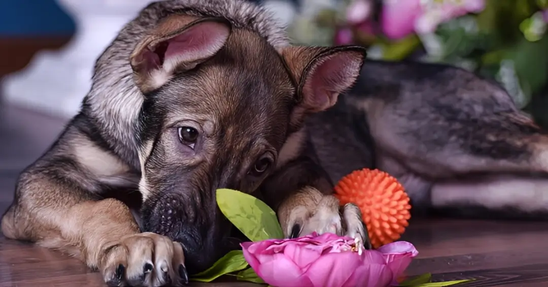 are hibiscus poisonous to dogs