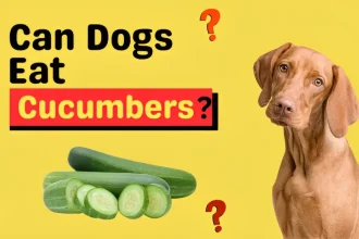 can dogs eat cucumbers