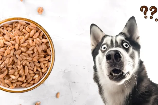 can dogs eat farro