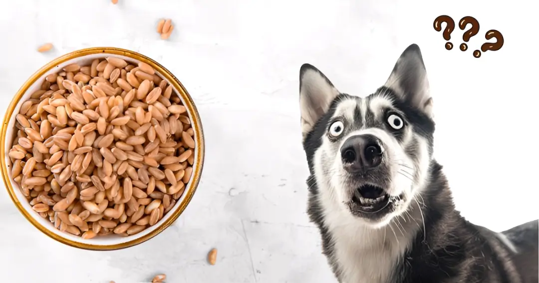 can dogs eat farro