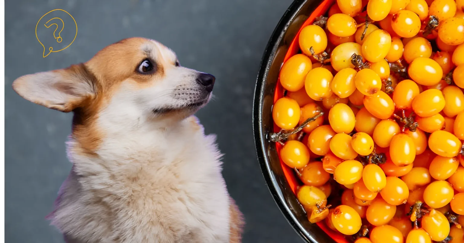 can dogs eat golden berries