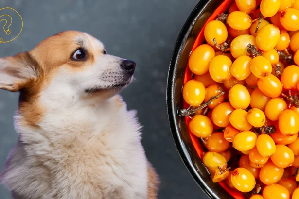 can dogs eat golden berries