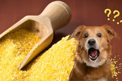 can dogs eat grits