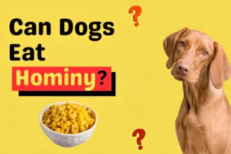 can dogs eat hominy