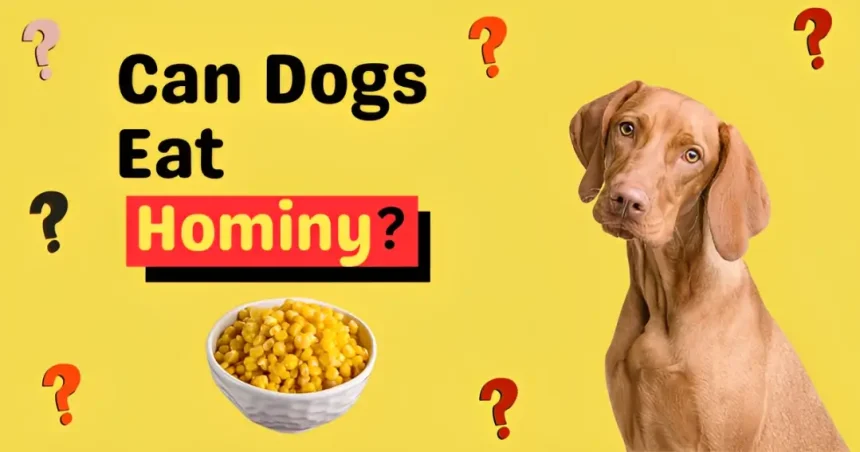 can dogs eat hominy