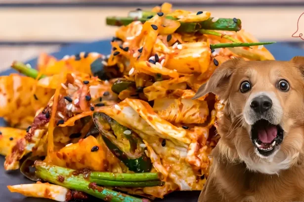 can dogs eat kimchi