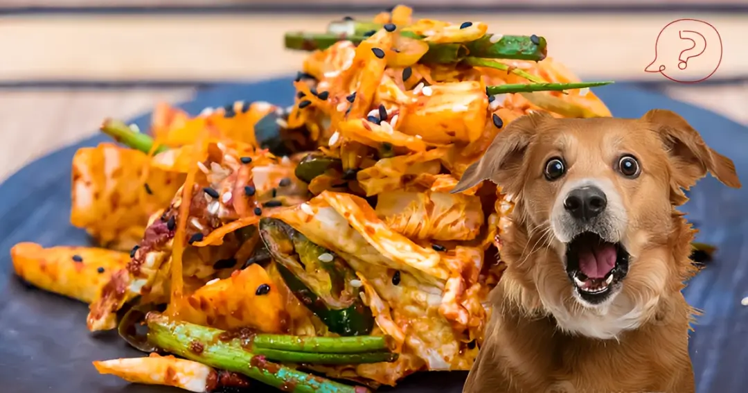 can dogs eat kimchi