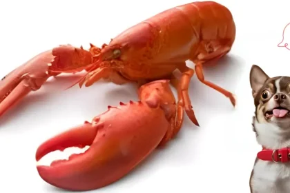 can dogs eat lobster