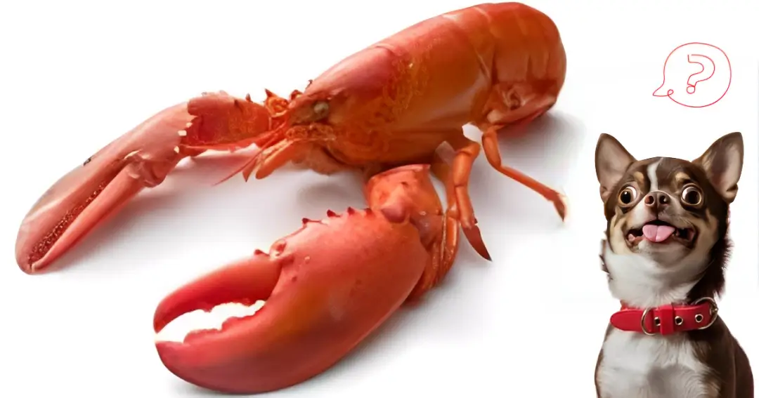 can dogs eat lobster
