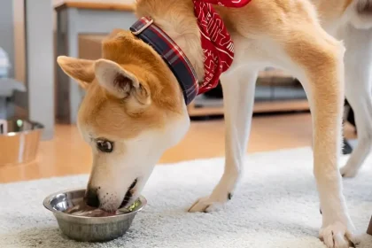 can dogs eat miso