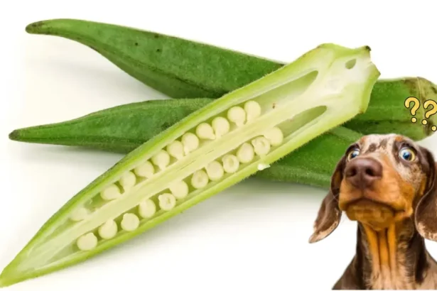 can dogs eat okra