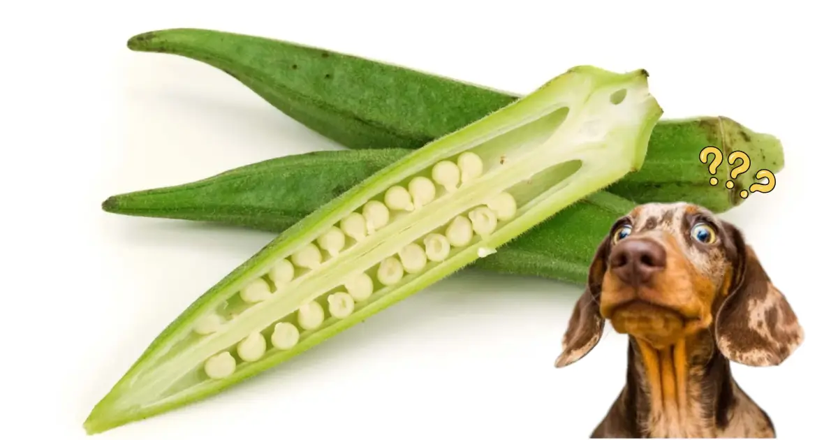 can dogs eat okra
