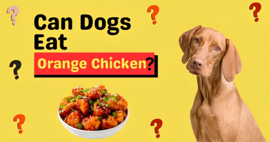 can dogs eat orange chicken