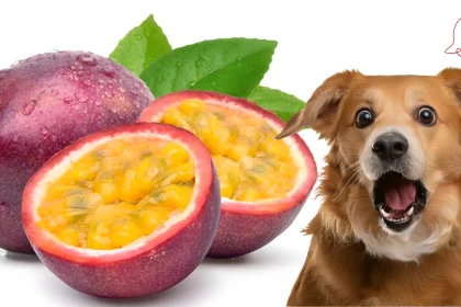 can dogs eat passionfruit