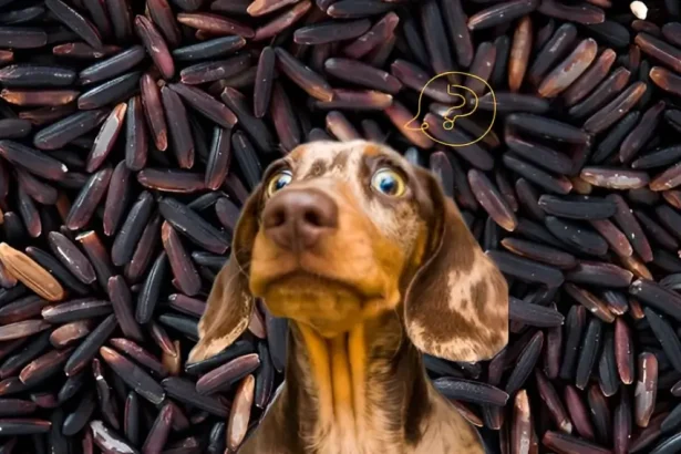 can dogs eat wild rice