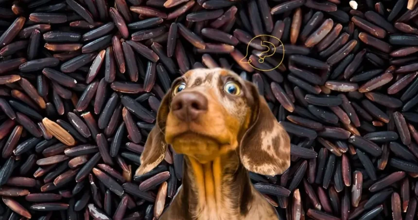 can dogs eat wild rice