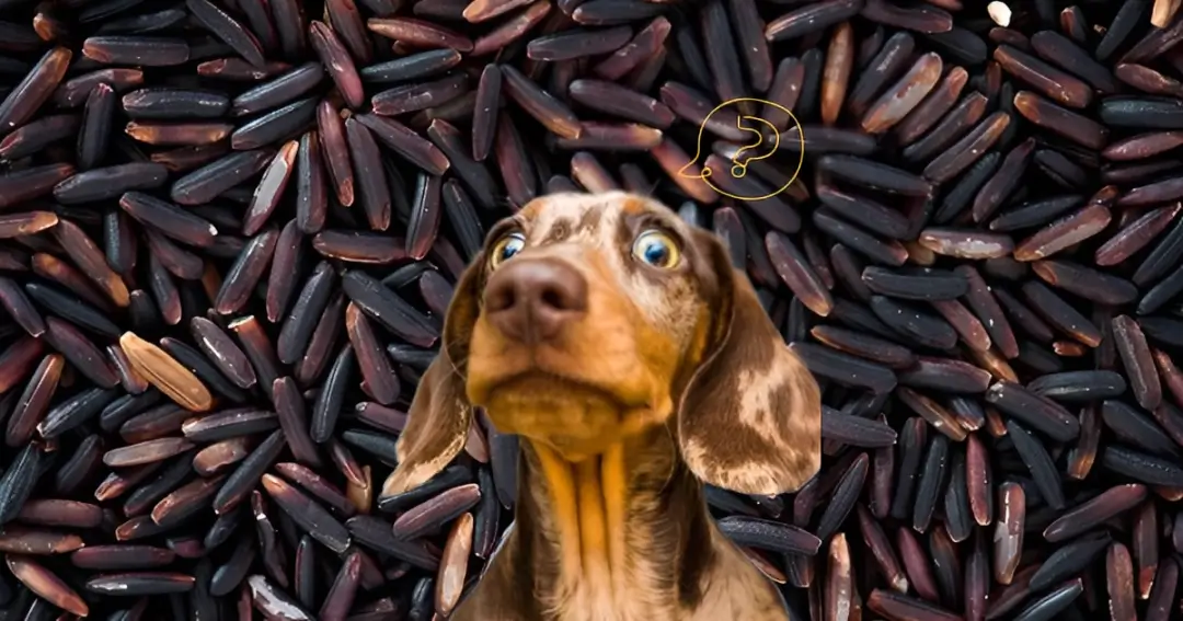 can dogs eat wild rice
