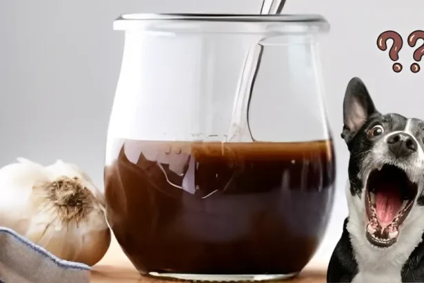 can dogs have balsamic vinegar