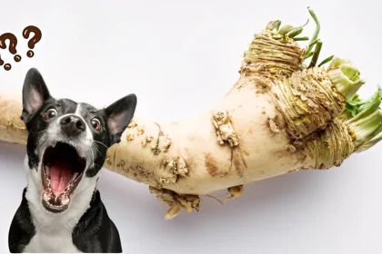 can dogs have horseradish