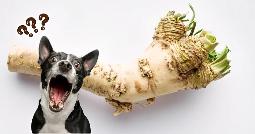 can dogs have horseradish
