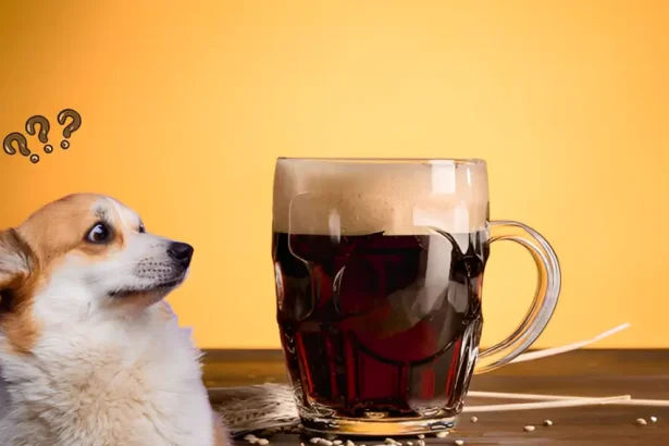 can dogs have root beer