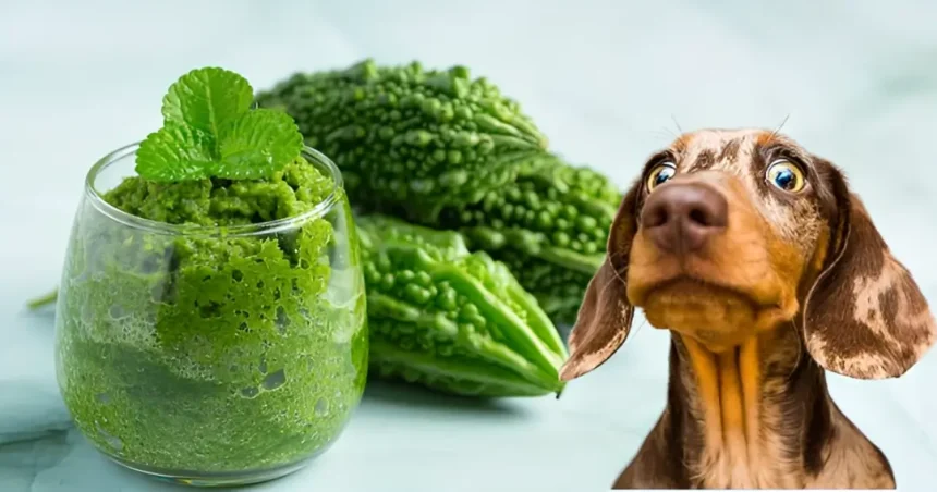 is ampalaya good for dogs
