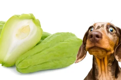 is chayote good for dogs