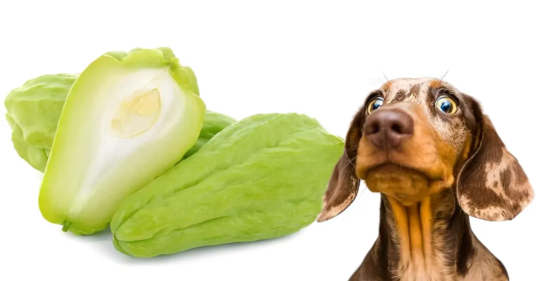 is chayote good for dogs