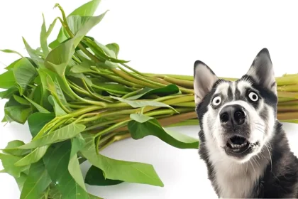 is kangkong good for dogs