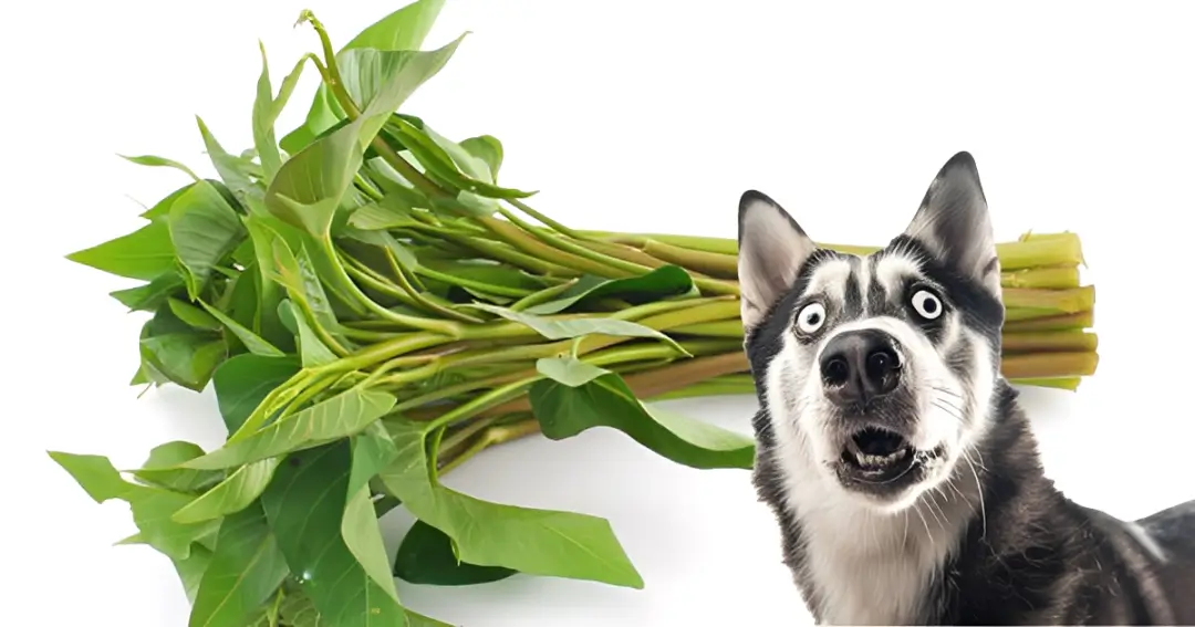 is kangkong good for dogs