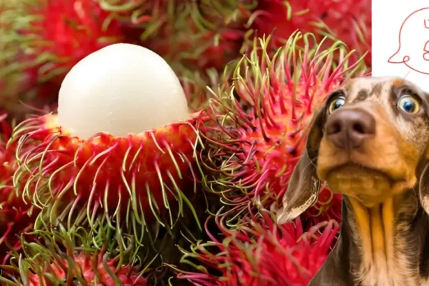 is rambutan good for dogs