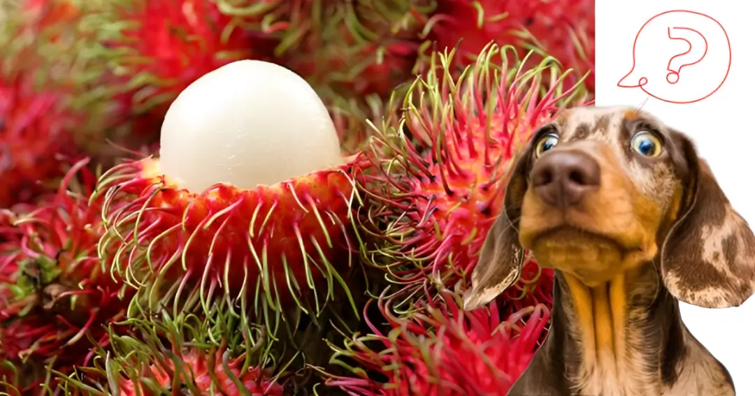 is rambutan good for dogs