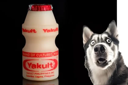 is yakult good for dogs