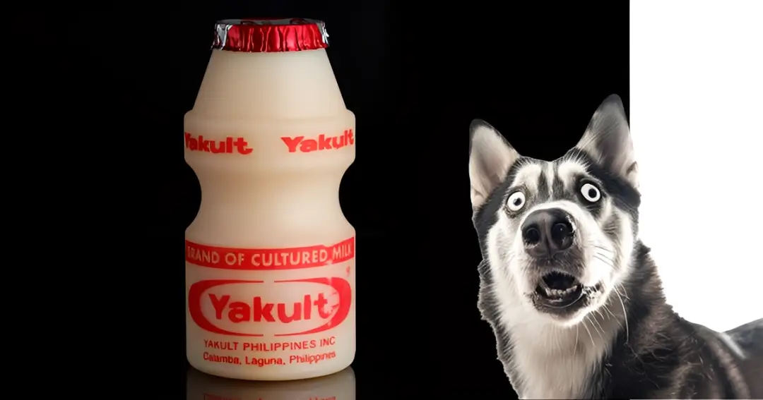 is yakult good for dogs
