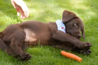 why do dogs roll in fox poo