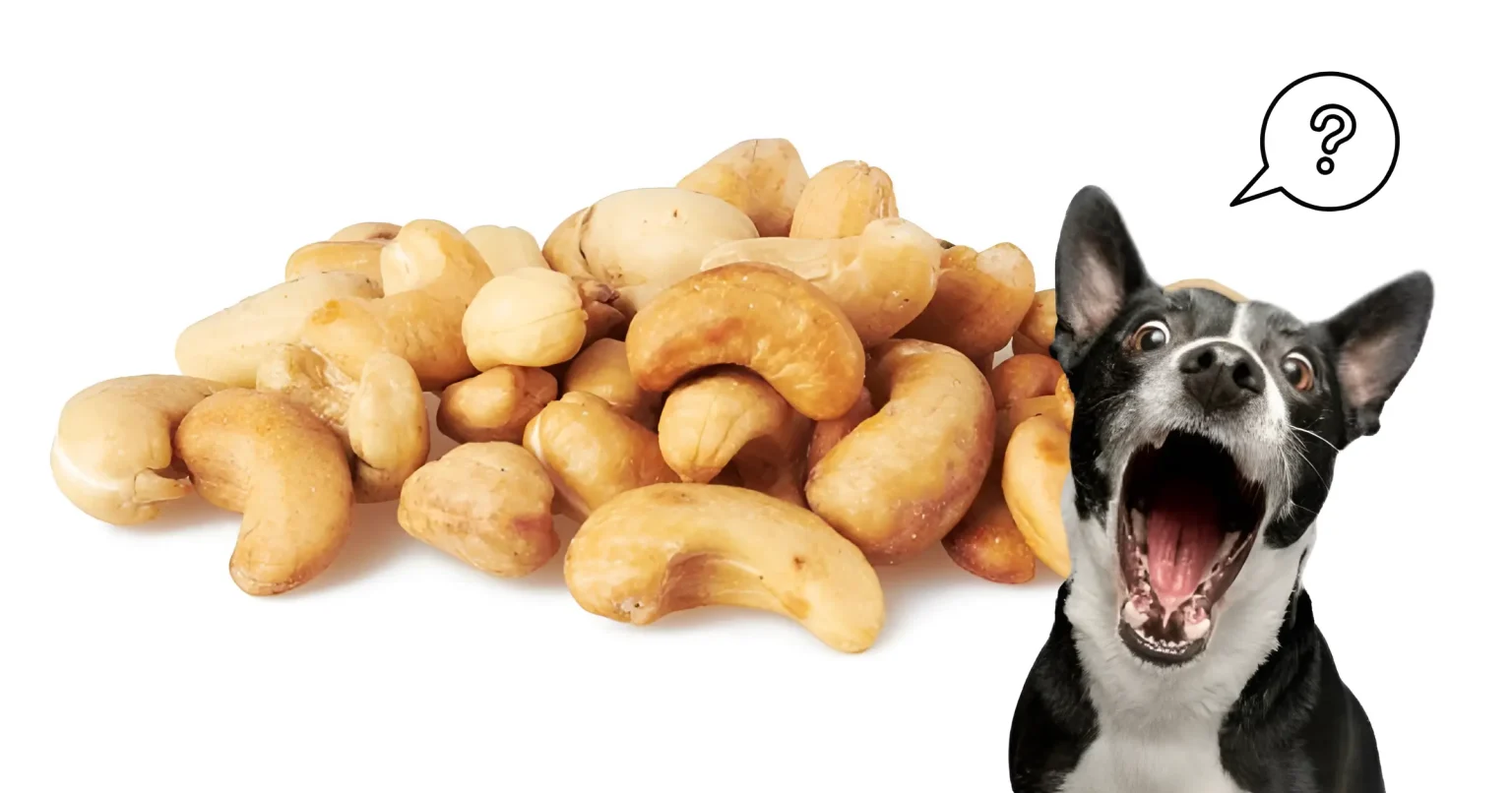 Are Cashew Nuts Okay for Dogs
