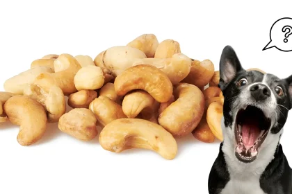 Are Cashew Nuts Okay for Dogs