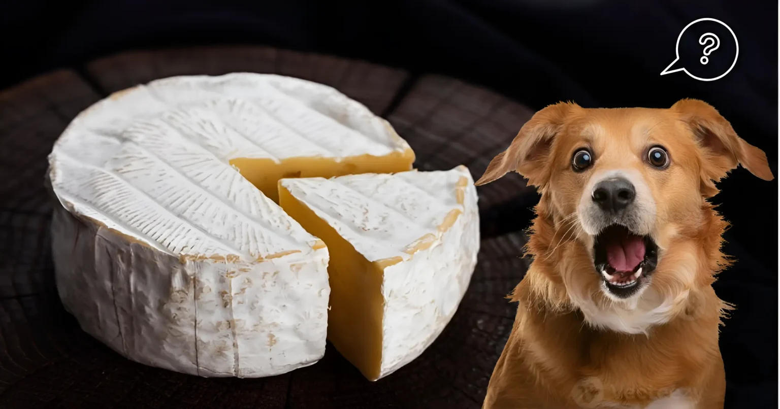 Can Dogs Eat Brie Cheese